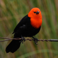 Scarlet-headed Blackbird